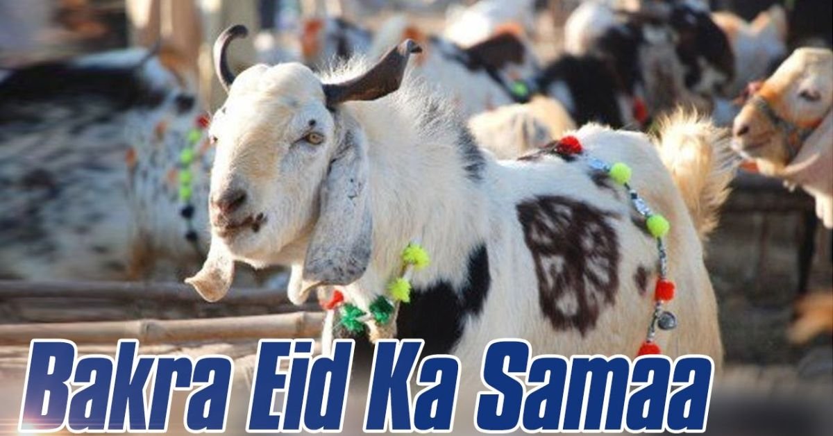 eid ul bakra