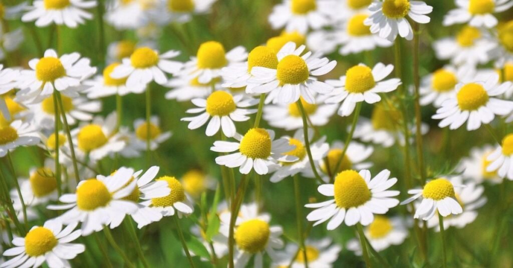 Chamomile