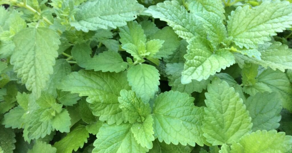 Lemon Balm (Melissa officinalis)