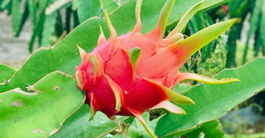 Dragon fruit